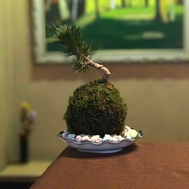 kokedama